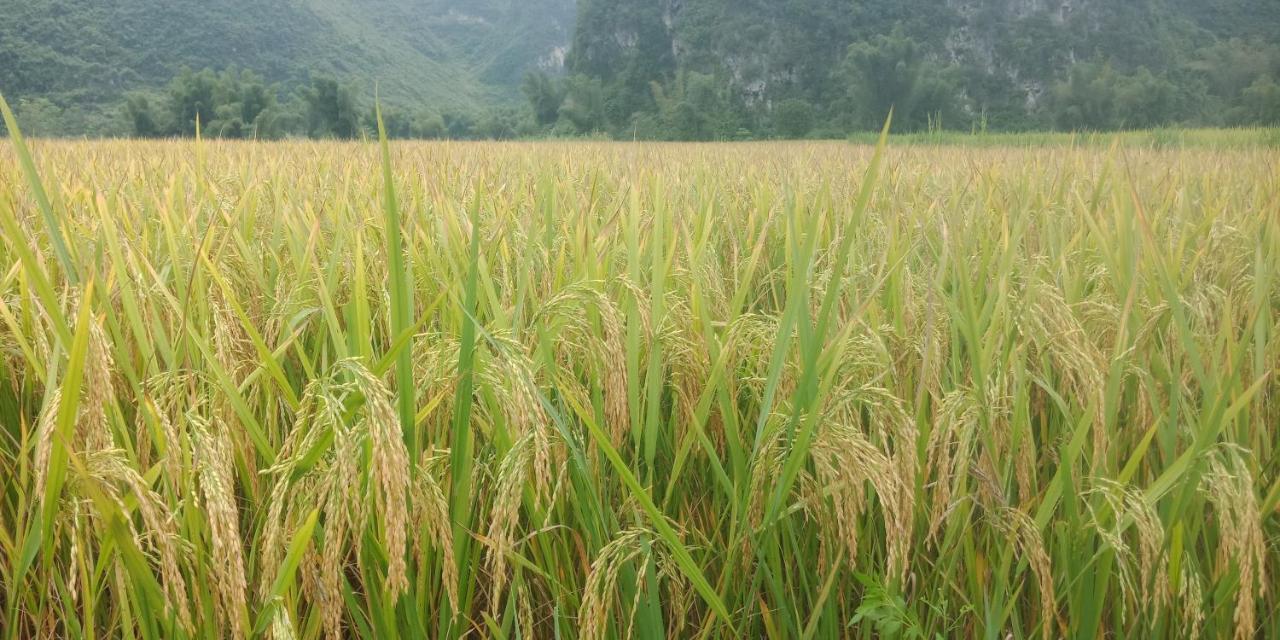 Yen Nhi Homestay Ban Gioc  Cao Bang Ngoại thất bức ảnh